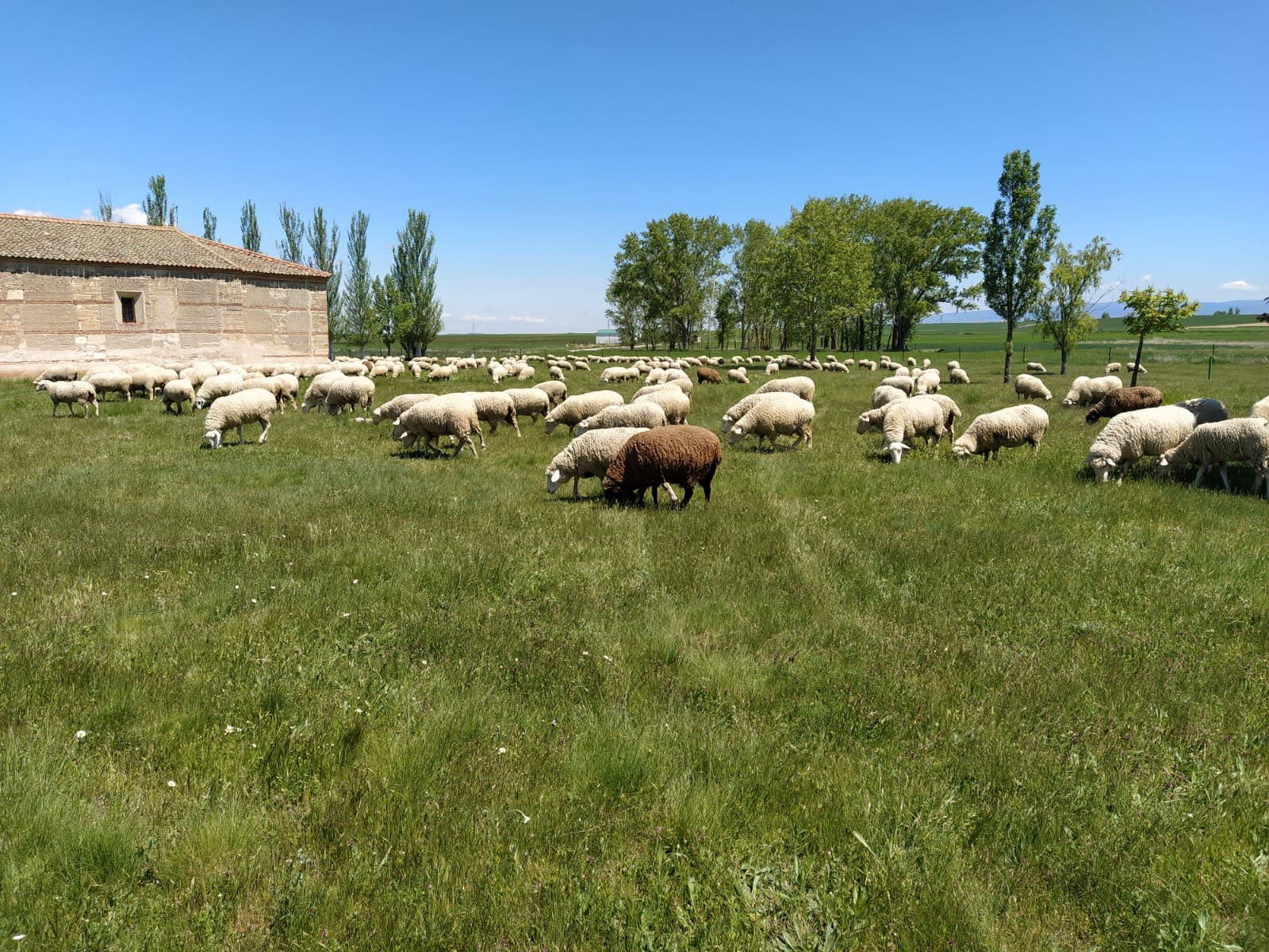 about-02 foto ovejas 2