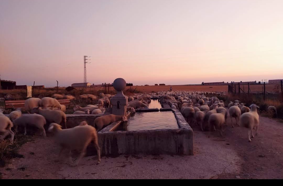 about-03 foto ovejas 3