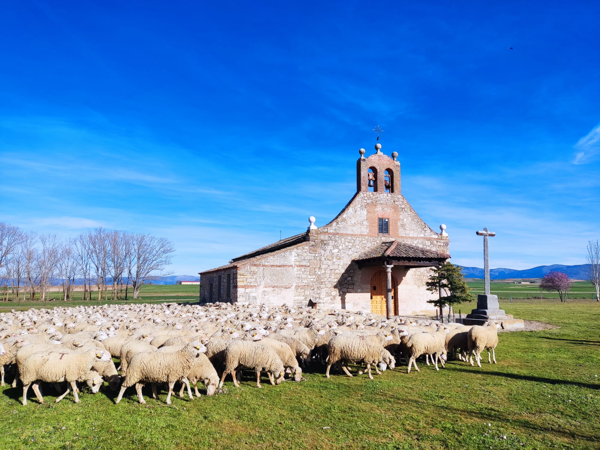 about-04 foto ovejas